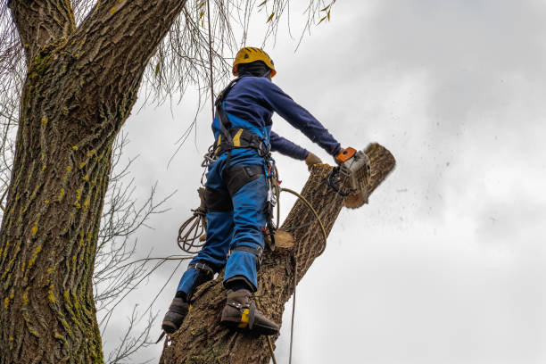 How Our Tree Care Process Works  in  Morganton, NC